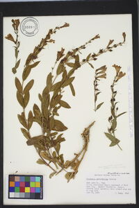 Penstemon platyphyllus image