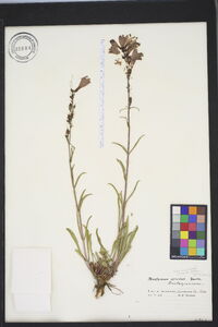 Penstemon strictus image