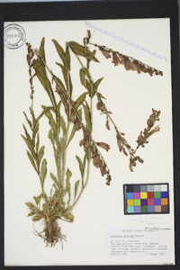 Penstemon strictus image