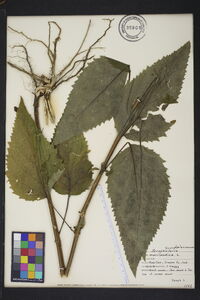 Scrophularia marilandica image