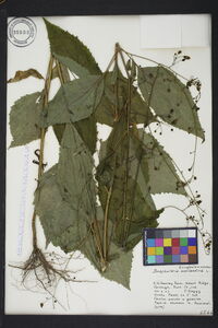 Scrophularia marilandica image