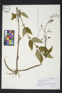 Scrophularia marilandica image