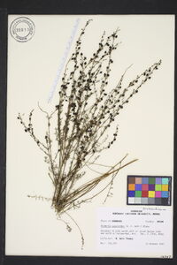 Seymeria cassioides image