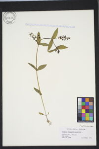 Veronica anagallis-aquatica image