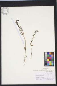 Veronica peregrina subsp. xalapensis image