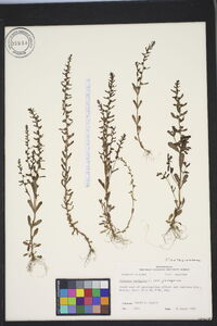 Veronica peregrina var. peregrina image