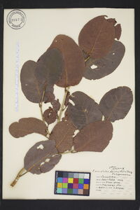 Coccoloba diversifolia image