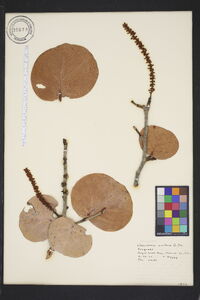 Coccoloba uvifera image