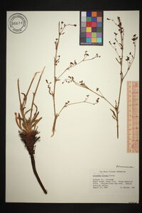 Eriogonum alatum image