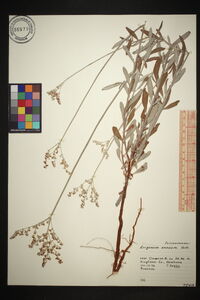 Eriogonum annuum image