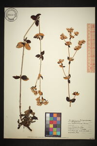 Eriogonum tomentosum image