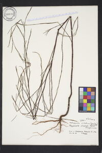 Image of Delopyrum ciliatum