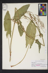 Rumex acetosa image