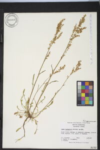 Rumex hastatulus image