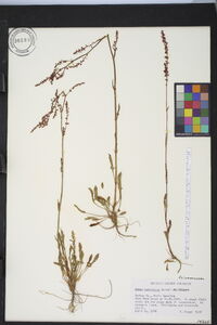 Rumex hastatulus image