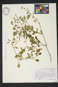 Salpichroa origanifolia image