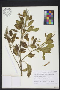 Nicotiana glauca image