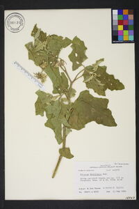 Solanum dimidiatum image