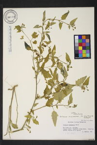 Solanum nigrescens image