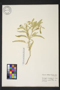 Solanum elaeagnifolium image