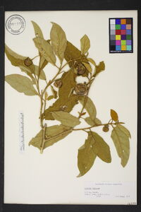 Solanum incanum image