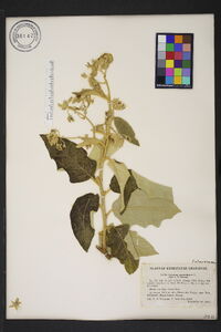 Solanum paniculatum image