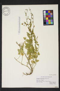 Solanum triquetrum image