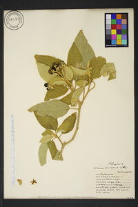 Solanum donianum image