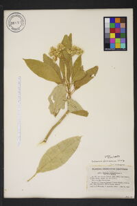 Solanum erianthum image