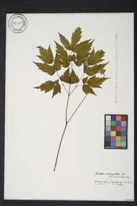 Actaea pachypoda image