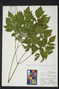 Actaea alba image