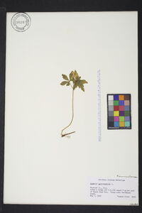 Anemone quinquefolia image