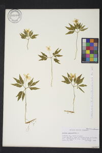 Anemone quinquefolia image
