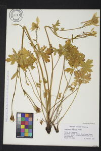 Aquilegia coerulea image