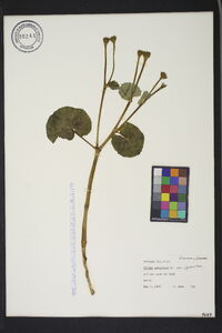 Caltha palustris image