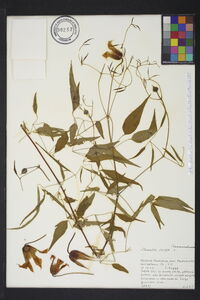 Clematis crispa image