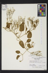 Clematis terniflora image