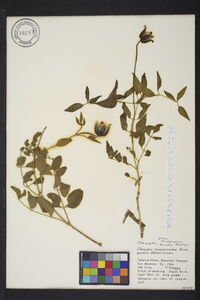 Clematis scottii image