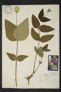 Clematis ochroleuca image