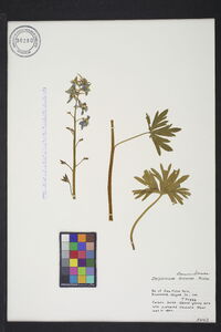 Delphinium tricorne image