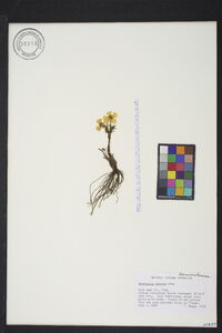 Ranunculus adoneus image