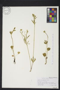 Ranunculus inamoenus image