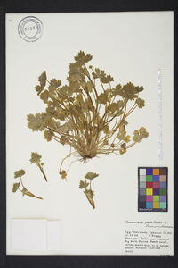 Ranunculus parviflorus image