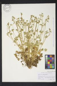 Ranunculus parviflorus image