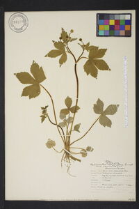 Ranunculus recurvatus var. recurvatus image