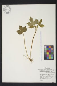 Ranunculus recurvatus var. recurvatus image