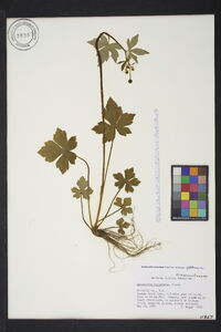 Ranunculus recurvatus var. recurvatus image