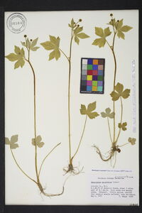 Ranunculus recurvatus var. recurvatus image