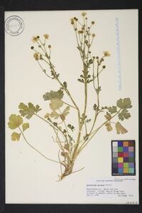 Ranunculus sardous image