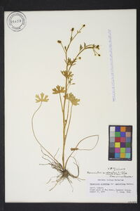 Ranunculus sceleratus var. multifidus image